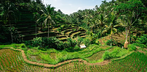 Tegalalang Rice Terraces