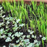 Microgreens