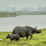 Kaziranga-National-Park-1024x680