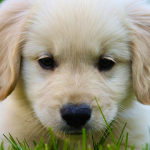 miniature-golden-retriever_8