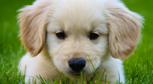 miniature-golden-retriever_8