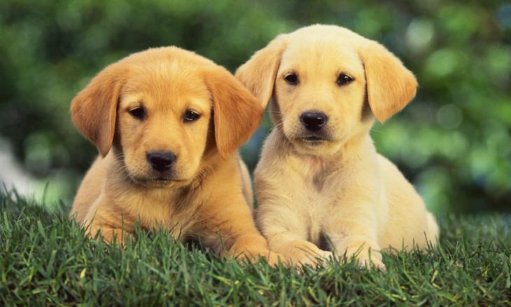 golden-retriever-facts-history-730x438
