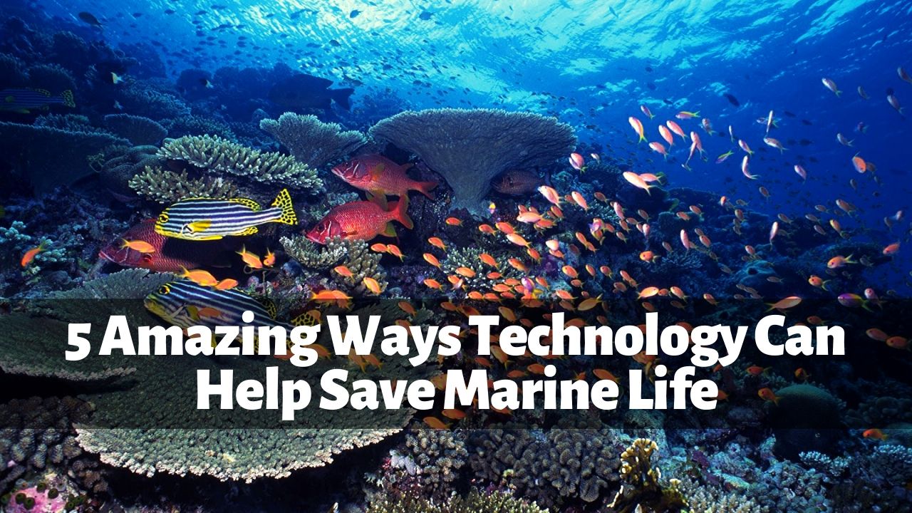 5 Amazing Ways Technology Can Help Save Marine Life