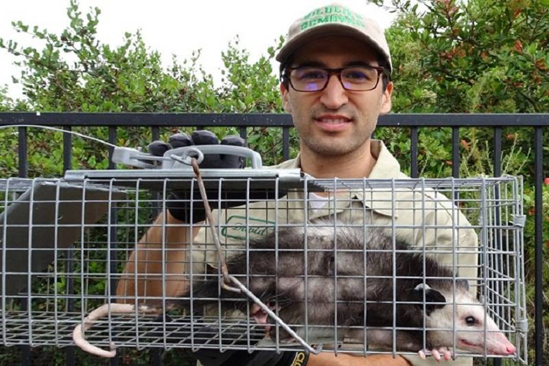 possum-control-services