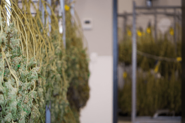 cannabis drying rack