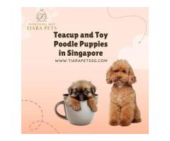 Teacup and Toy Poodle Puppies in Singapore