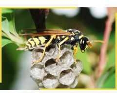 Able pest wasp nest control