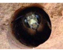 Is there a carpenter bee control service in Georgia