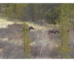 Moose Hunt in Colorado