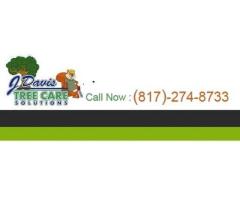 Tree Trimming Colleyville - Improve the health of your trees