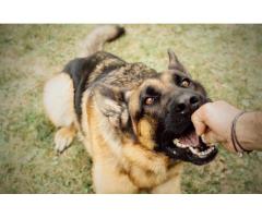 Hire the best dog bite attorney in Los Angeles
