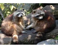Wildlife raccoon removal services