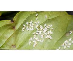Effective Whitefly Control Treatment - Tree Doctor USA
