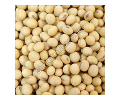 Soybean Exporters India