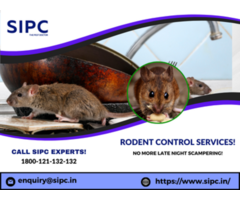 Best Rat Control Services in Chennai