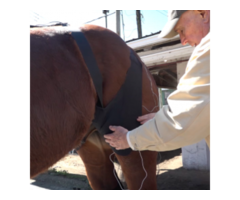 TMJ Disorder in Horses