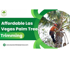 Affordable Las Vegas Palm Tree Trimming
