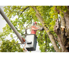 Cutting Edge Tree Services | Tree service in Scottsdale AZ