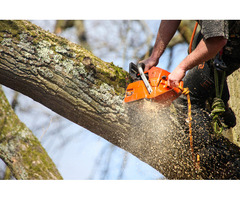 US TREE SERVICE INC | Tree Service in Manassas VA
