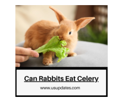 Can Rabbits Eat Celery? A Comprehensive Guide to Rabbit Nutrition