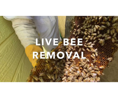 Beehive Removal