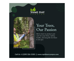 Professional Tree Care Services in Stockton, California
