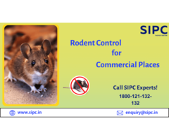 Rat Control in Goa