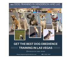 Achieve the Best Dog Training in Henderson