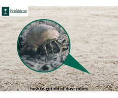 How to Get Rid of Dust Mites: Tips for a Healthier Home
