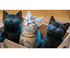 Find Your Furry Friend: Cat Adoption California