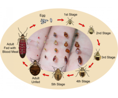 Call Pest City USA to Eradicate Bed Bugs with Heat Treatment