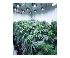 Ensure complete nourishment of indoor cannabis only with PVC panels