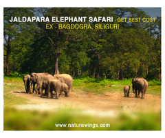 Jaldapara Elephant Safari - Get Best Cost