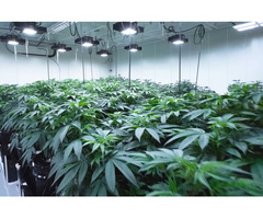 Duramax PVC Wall Panels : The finest choice for your grow rooms