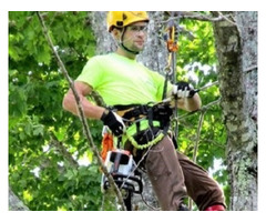 Affordable Tree Arborist Services in Melbourne