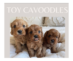Find Your Ideal Companion: Toy Cavoodles for Sale