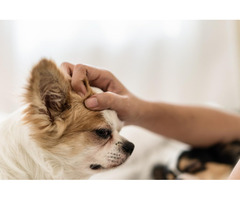 The Importance of Continuing Education for Pet Groomers