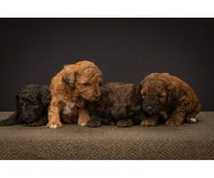 Best Dog Breeder in Alberta: Your Trusted Source for Healthy Puppies