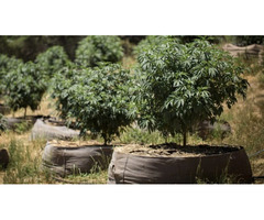 RIOCOCO MMJ offers the best quality brick of coco coir