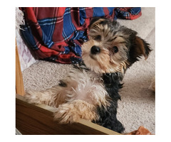 2 Yorkshire Terrier looking for a loving home to call there own