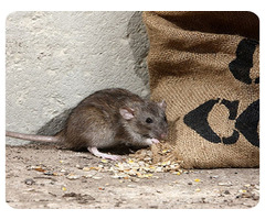 Melbourne Pest Control - Your Trusted Partner in Rodent Pest Control!