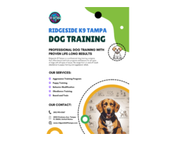 Experience Expert Dog Trainers