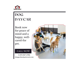Discover Top-notch Dog Daycare Services in Washington