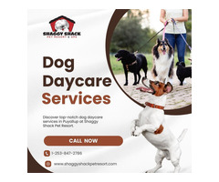 Quality Dog Daycare Services in Puyallup | Shaggy Shack Pet Resort