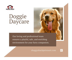 Premier Doggie Daycare Services in Tacoma
