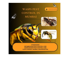 WASPS PEST CONTROL IN MUMBAI | 9768000809