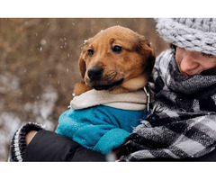 Keeping Warm: Adapting Pet Grooming Methods for Winter
