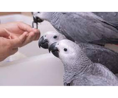 African grey Parrots
