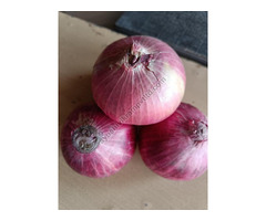Top Fresh onion exporter & supplier in india