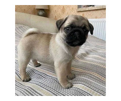 PUG PUPPIES FOR ADOPTION NEAR ME